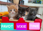 Pavot vixie et tinie