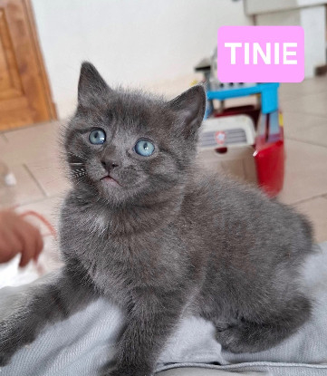 Adopter Pavot vixie et tinie
