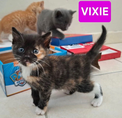 Adopter Pavot vixie et tinie