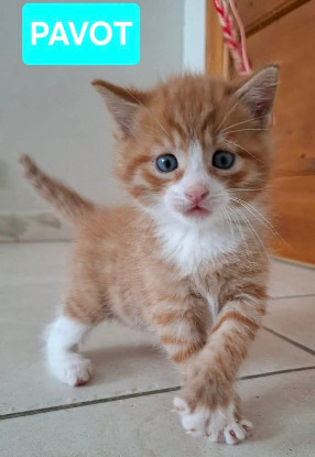 Adoption Pavot vixie et tinie