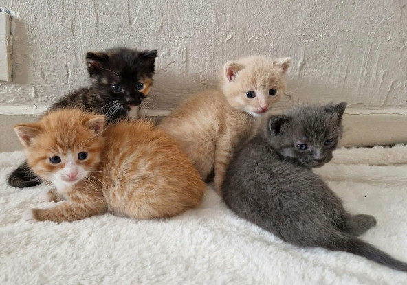 Adoption Pavot vixie et tinie