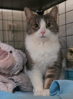 Adopter  chat : Tina