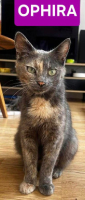 Adopter  chat : Ophira