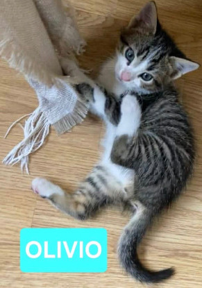 Adopter Olivio petit de ophira
