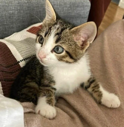 Adopter Olivio petit de ophira