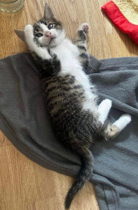 Adopter Olivio petit de ophira