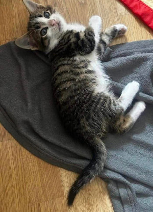 Adoption Olivio petit de ophira