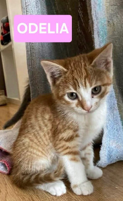 Adopter Odelia petite de ophira