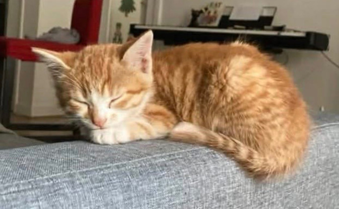 Adopter Odelia petite de ophira