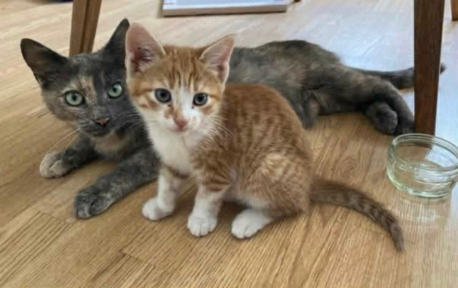 Adopter Odelia petite de ophira