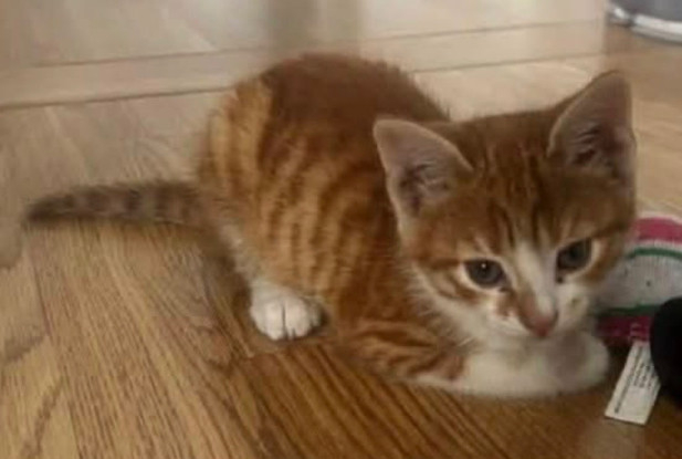 Adoption Odelia petite de ophira