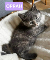 Adopter  chat : Oprah petite de ophira