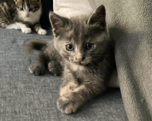 Adopter Oprah petite de ophira