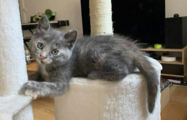 Adopter Oprah petite de ophira