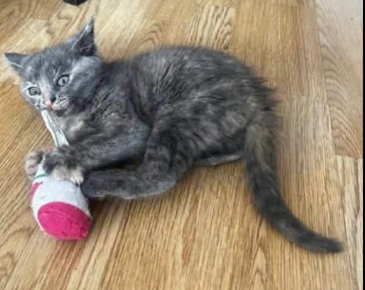 Adoption Oprah petite de ophira