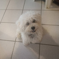 Adopter  chien : Anna