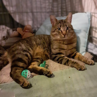 Adopter  chat : Ange