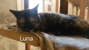 Adopter  chat : Luna