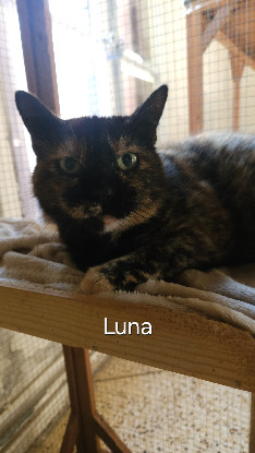 Adopter Luna