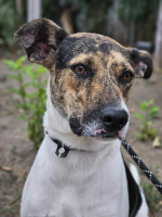 Adopter  chien : Uno