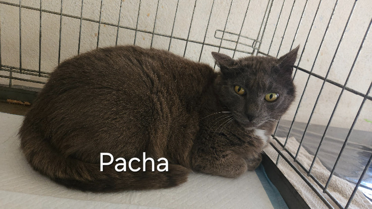 Adopter Pacha