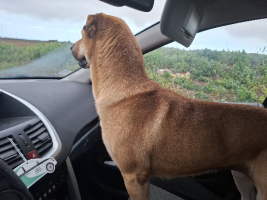 Adopter  chien : Vichy