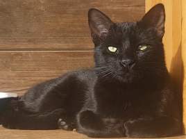 Adopter  chat : Flow