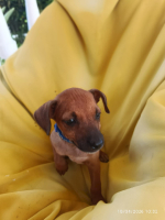 Adopter  chien : Falko