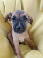 Adopter  chien : Roots