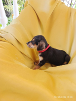 Adopter  chien : Seïka