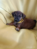 Adopter  chien : Spleet