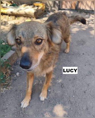 Adopter Lucy se toruve