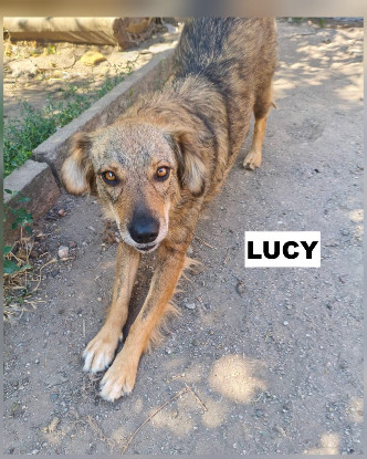 Adopter Lucy se toruve