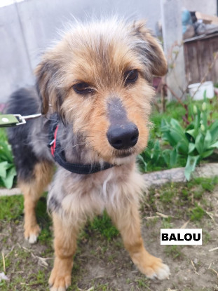 Adopter Balou