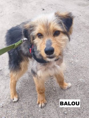 Adopter Balou