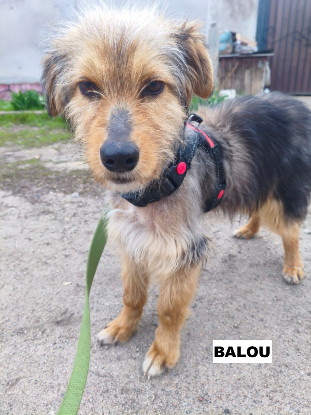 Adopter Balou
