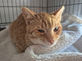 Adopter  chat : Bonatio