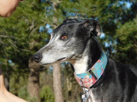 Adopter  chien : Malu