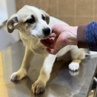 Adopter  chien : Franky