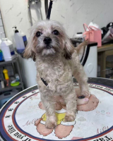 Adopter  chien : Mona