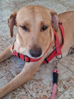 Adopter  chien : Bahia