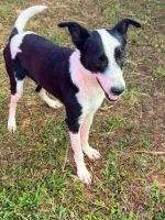 Adopter  chien : Panda