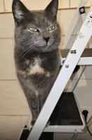 Adopter  chat : Colombe