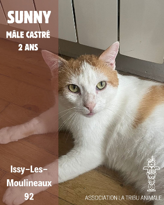 Adopter Sunny