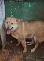 Adopter  chien : Ulko