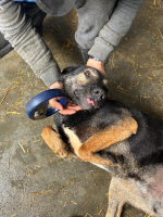 Adopter  chien : Elliot