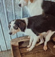 Adopter  chien : Lary