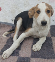 Adopter  chien : Molly