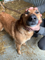 Adopter  chien : Calou