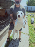 Adopter  chien : Kind